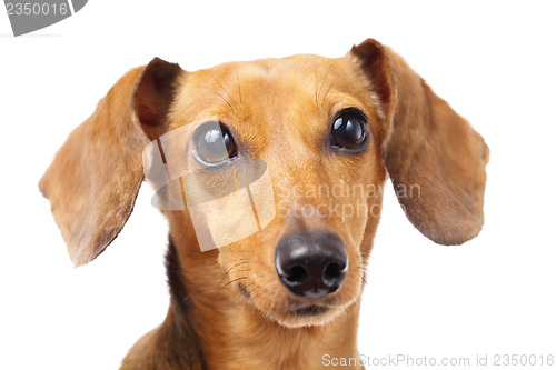 Image of Dachshund dog close up 