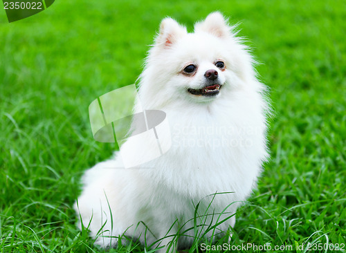 Image of White Pomeranian dog on grass