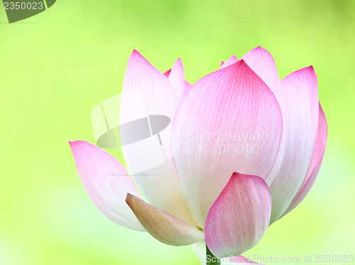 Image of Pink lotus close up