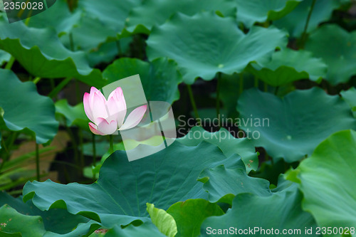 Image of Lotus pond