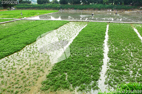 Image of Farm with agricultural product