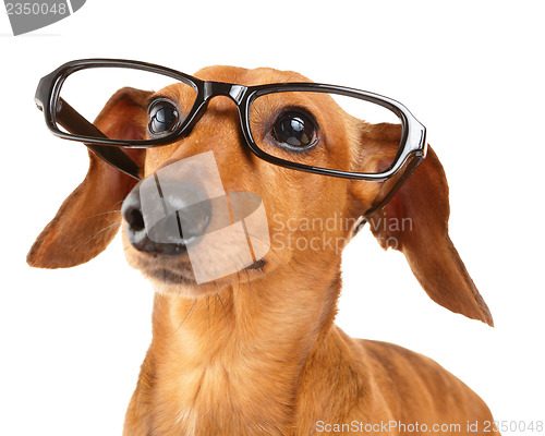 Image of Dachshund dog with glasses close up 