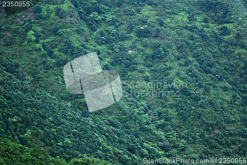 Image of Green plant on Mountain