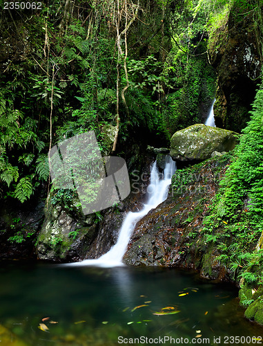 Image of Waterfall in forest