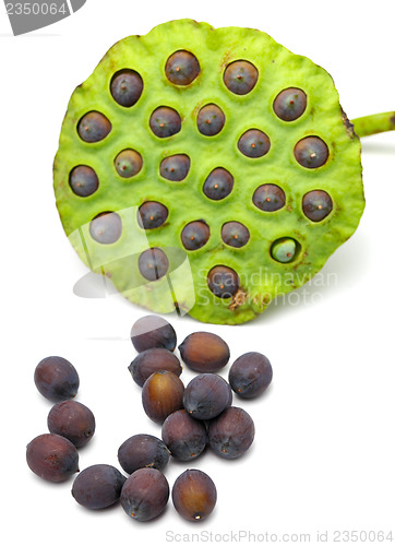 Image of Fresh lotus seeds and pod on white background 