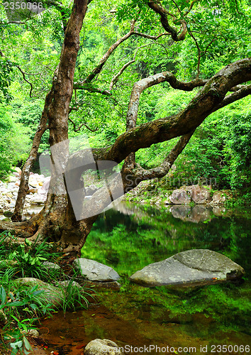 Image of Forest with lake 