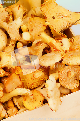 Image of Golden Chanterelles 