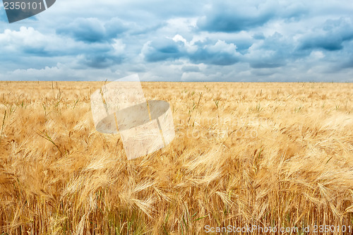 Image of golden wheat field with dramatic storm clouds