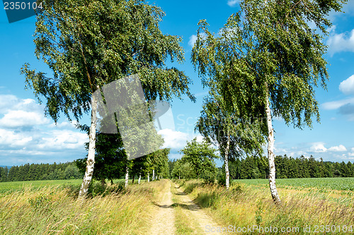 Image of rural path with birch trees next to meadows