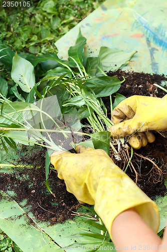 Image of gardening with rubber yellow gloves