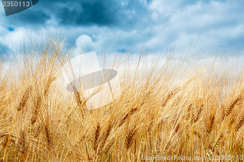 Image of golden wheat field with dramatic storm clouds