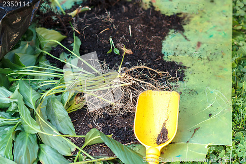 Image of detail of gardening, replanting green plants