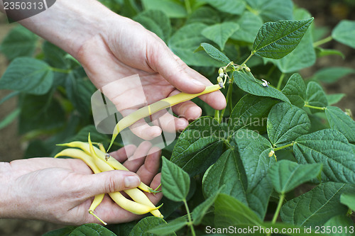 Image of Beans