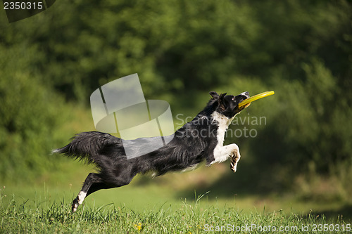 Image of Border collie
