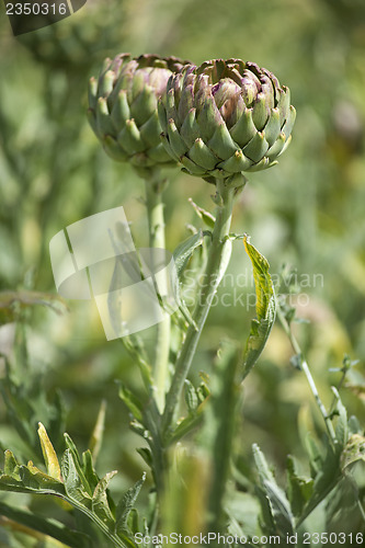 Image of Artichoke