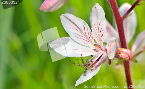 Image of white flower with pistil