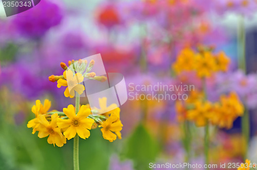 Image of yellow spring flowers macro