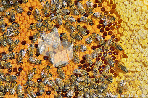 Image of bees on honeycomb frame