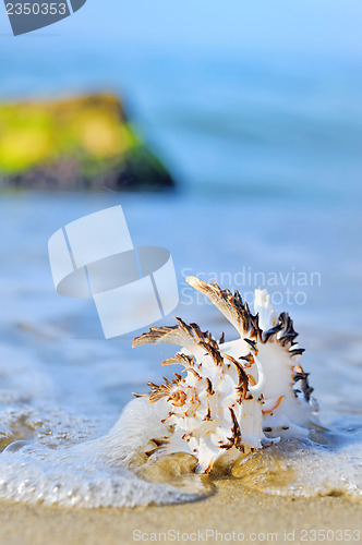 Image of seashell on the beach