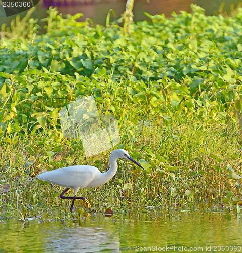 Image of little egret (Egretta garzetta)