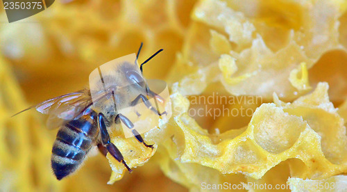 Image of a bee on a honeycomb