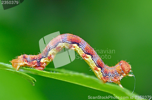 Image of colorful caterpillar