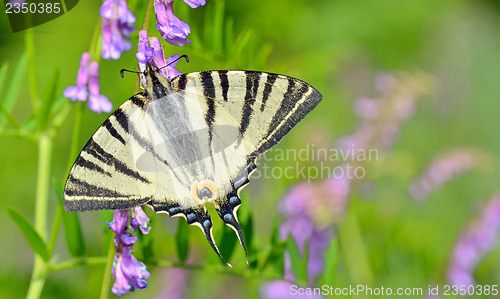 Image of butterfly on flower