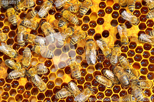 Image of working bees on honey cells