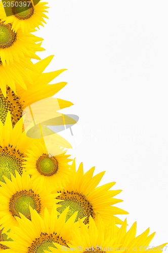 Image of background with sunflowers