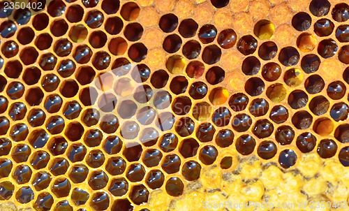 Image of fresh honeycomb