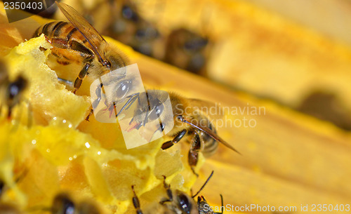Image of more bees on a honey cells