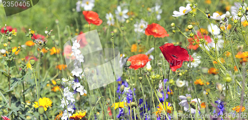 Image of summer flowers on filed