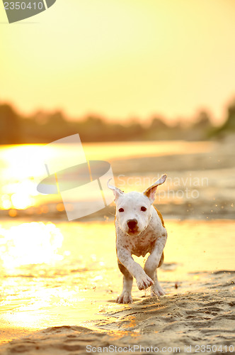 Image of American Staffordshire terrier in sunset