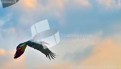 Image of white stork flying 