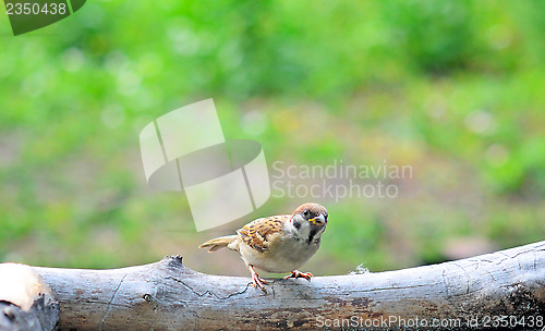 Image of sparrow