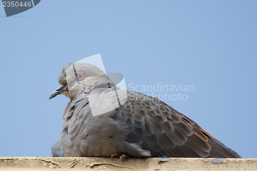 Image of Dove