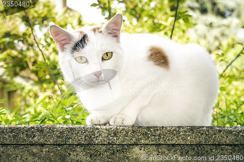 Image of cat portrait