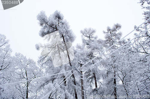 Image of larch tree branch  snow rime electric wire winter 