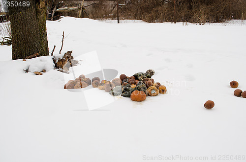 Image of rotten decayed apples pumpkins garden winter snow 