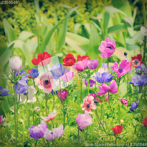 Image of flowers of Anemone on field