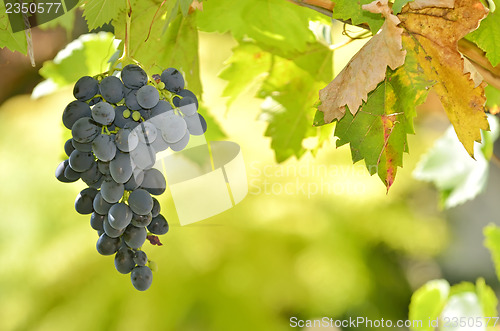 Image of Red Wine Grapes