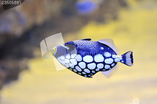 Image of colorful butterfly-fish in a aquarium 