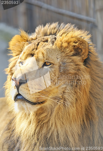 Image of African lion