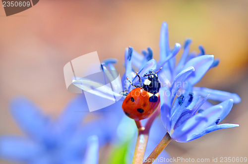 Image of ladybug on blue flower