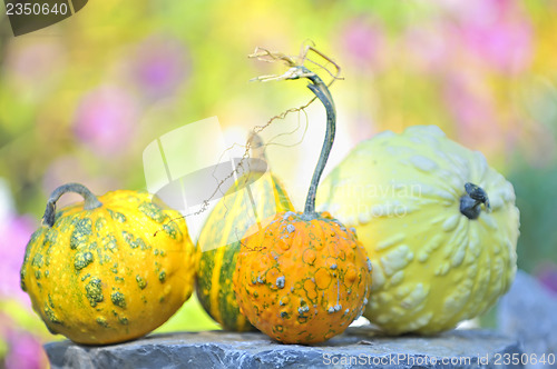 Image of pumpkins