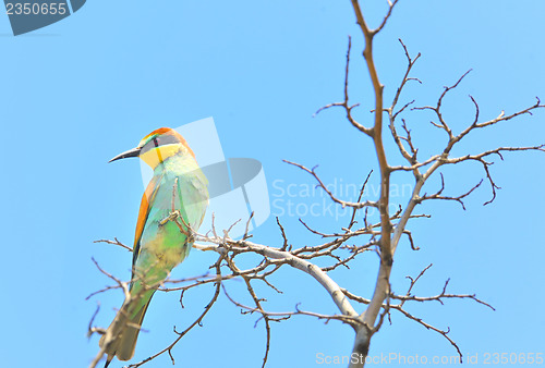 Image of european bee-eater (Merops Apiaster) outdoor