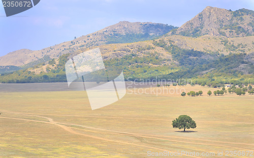 Image of solitary tree