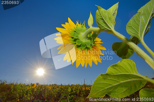 Image of Sunflowers field