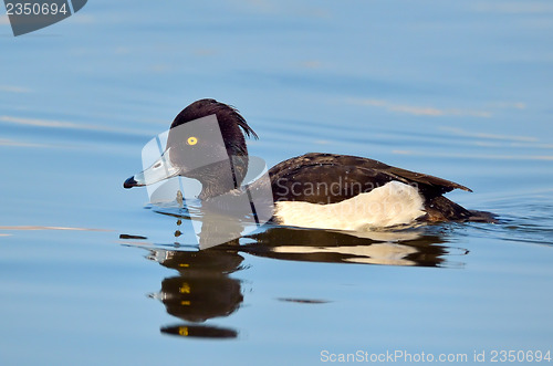 Image of Tufted Duck