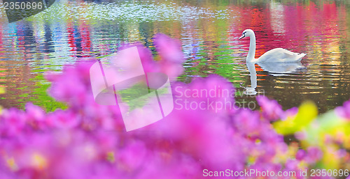 Image of swan on water